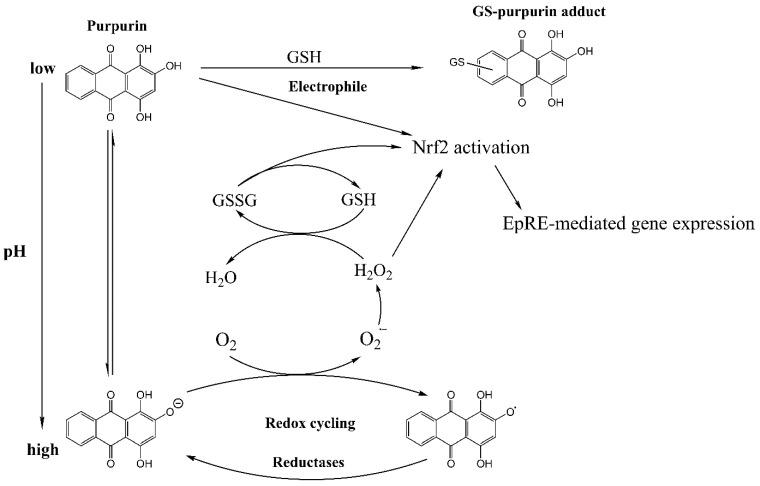 https://cdn.ncbi.nlm.nih.gov/pmc/blobs/36b1/10451334/86133d2c760a/antioxidants-12-01544-g001.jpg