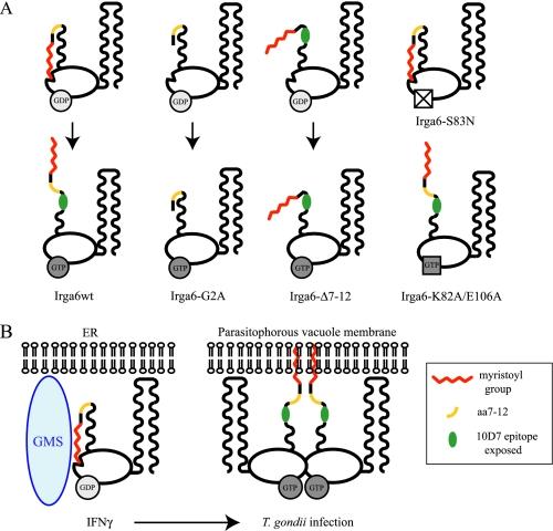 https://cdn.ncbi.nlm.nih.gov/pmc/blobs/36bb/2581590/c2cfe2e00569/zbc0480856330009.jpg
