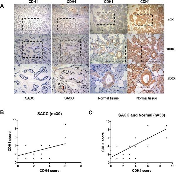 https://cdn.ncbi.nlm.nih.gov/pmc/blobs/36bd/5347745/f37877ea18c2/oncotarget-07-82961-g006.jpg
