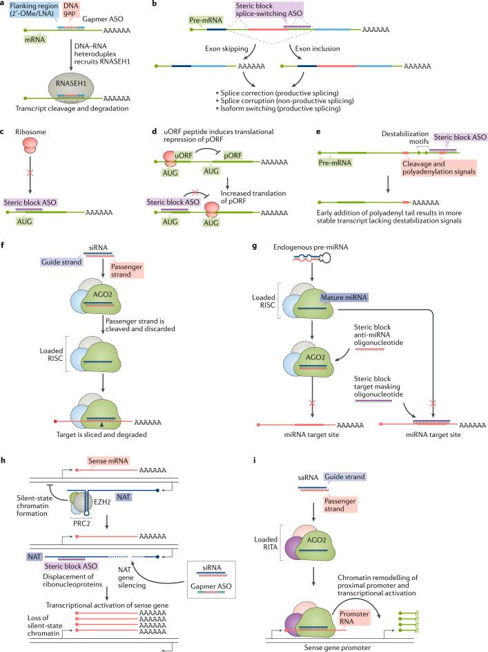 https://cdn.ncbi.nlm.nih.gov/pmc/blobs/36be/7419031/c83c8d663077/41573_2020_75_Fig2_HTML.jpg