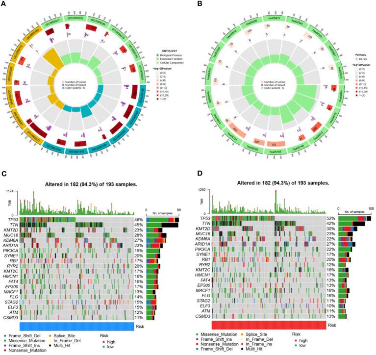 https://cdn.ncbi.nlm.nih.gov/pmc/blobs/36c0/11298345/625580d840ce/fimmu-15-1430792-g011.jpg