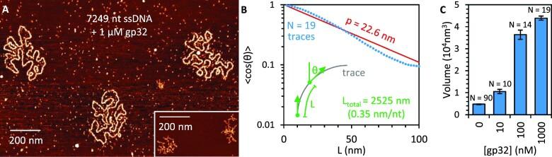 https://cdn.ncbi.nlm.nih.gov/pmc/blobs/36c1/10484735/469e85720f9a/gkad595fig4.jpg