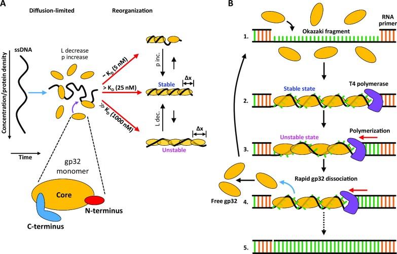 https://cdn.ncbi.nlm.nih.gov/pmc/blobs/36c1/10484735/d2b91bbf4aaa/gkad595fig10.jpg