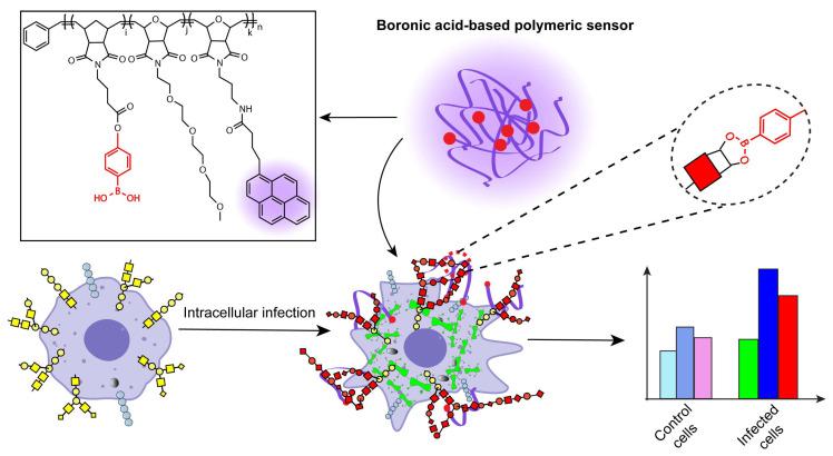 https://cdn.ncbi.nlm.nih.gov/pmc/blobs/36c2/11352223/76ed3e19475f/biosensors-14-00360-g001.jpg