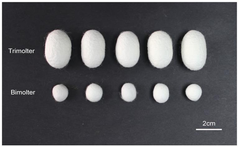 https://cdn.ncbi.nlm.nih.gov/pmc/blobs/36c2/7693878/7bcf729ba04c/polymers-12-02537-g002.jpg