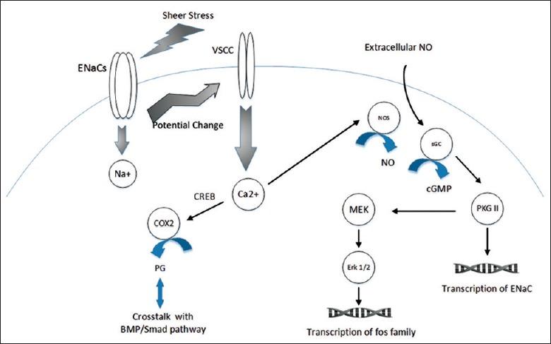 https://cdn.ncbi.nlm.nih.gov/pmc/blobs/36c3/4804442/719796fe4ec5/CMJ-129-594-g003.jpg