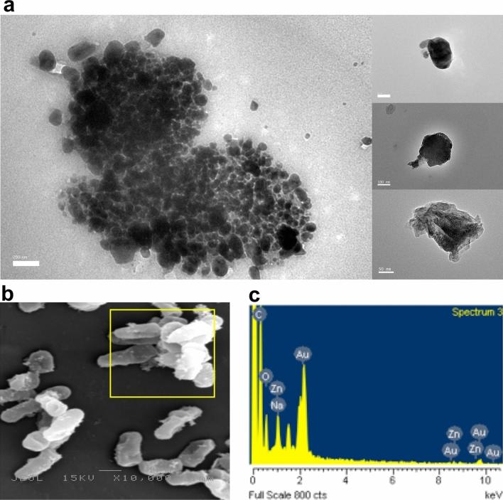 https://cdn.ncbi.nlm.nih.gov/pmc/blobs/36c3/7673015/7b193068c994/41598_2020_76402_Fig6_HTML.jpg