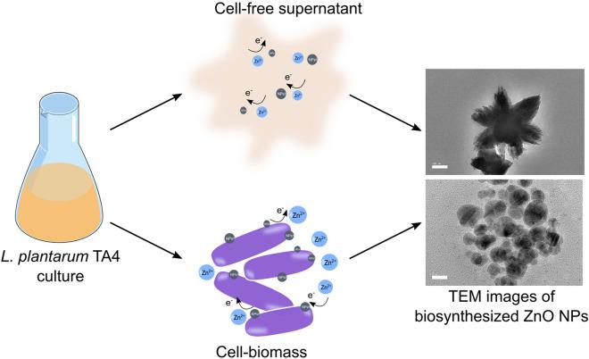 https://cdn.ncbi.nlm.nih.gov/pmc/blobs/36c3/7673015/ce289cf04acd/41598_2020_76402_Fig7_HTML.jpg