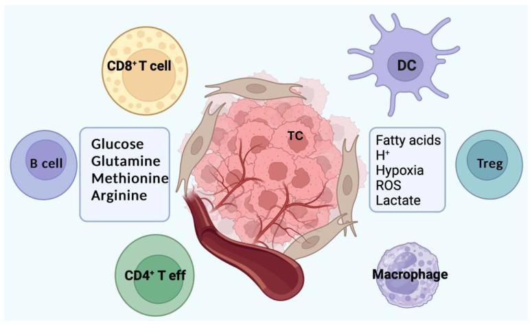 https://cdn.ncbi.nlm.nih.gov/pmc/blobs/36c5/12190328/9073127bbdee/biomedicines-13-01461-g002.jpg