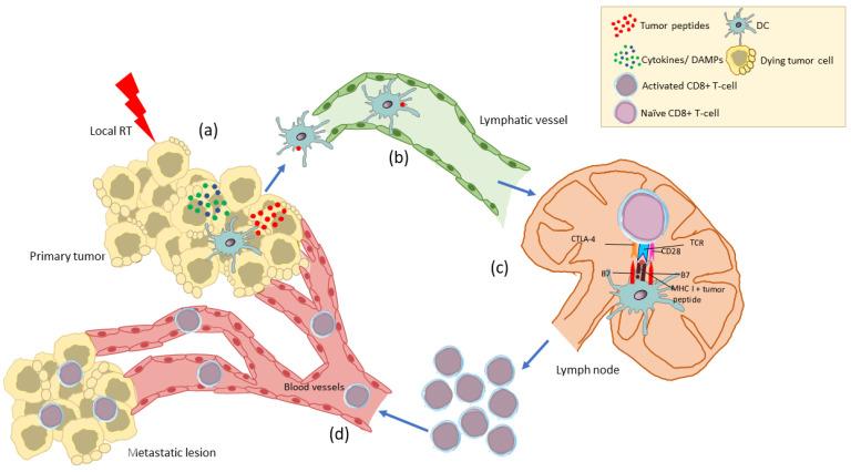 https://cdn.ncbi.nlm.nih.gov/pmc/blobs/36ca/9179913/ca9ab32f9bf8/cancers-14-02674-g003.jpg