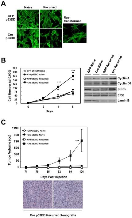 https://cdn.ncbi.nlm.nih.gov/pmc/blobs/36cb/2796719/3db4f224a9e4/pone.0008558.g005.jpg
