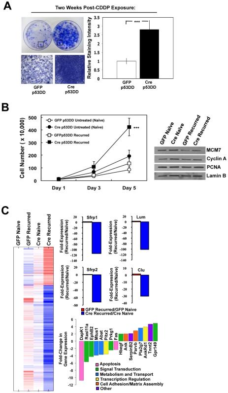 https://cdn.ncbi.nlm.nih.gov/pmc/blobs/36cb/2796719/a2fc9c5a4996/pone.0008558.g003.jpg