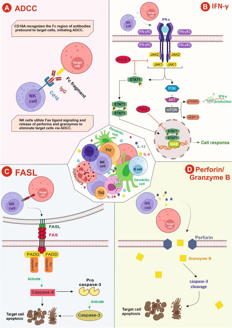 https://cdn.ncbi.nlm.nih.gov/pmc/blobs/36cc/11302387/14e39b1883ed/12967_2024_5534_Fig6_HTML.jpg