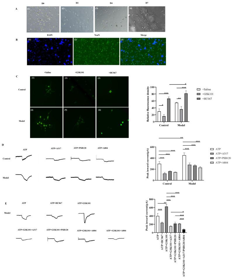 https://cdn.ncbi.nlm.nih.gov/pmc/blobs/36cf/11852612/11901c1b5b65/biomolecules-15-00285-g006.jpg