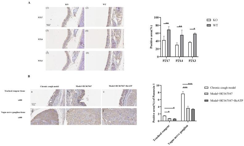 https://cdn.ncbi.nlm.nih.gov/pmc/blobs/36cf/11852612/df424e671541/biomolecules-15-00285-g005.jpg