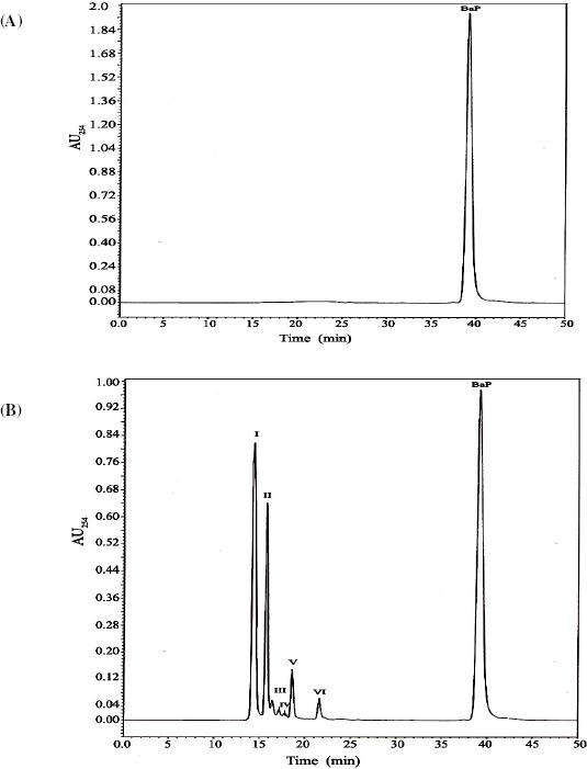 https://cdn.ncbi.nlm.nih.gov/pmc/blobs/36d5/3768576/bce353ba4e58/bjm-40-884-g003.jpg