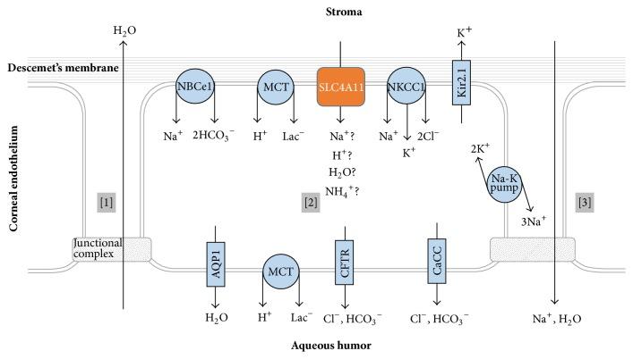 https://cdn.ncbi.nlm.nih.gov/pmc/blobs/36d6/4588344/c23942333258/BMRI2015-475392.004.jpg