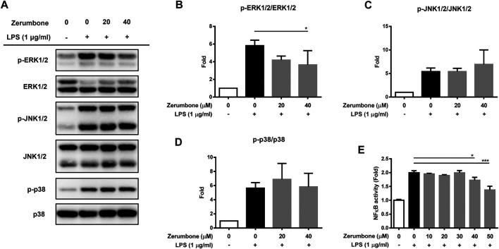 https://cdn.ncbi.nlm.nih.gov/pmc/blobs/36d8/8144706/86a287073e83/fphar-12-652860-g003.jpg