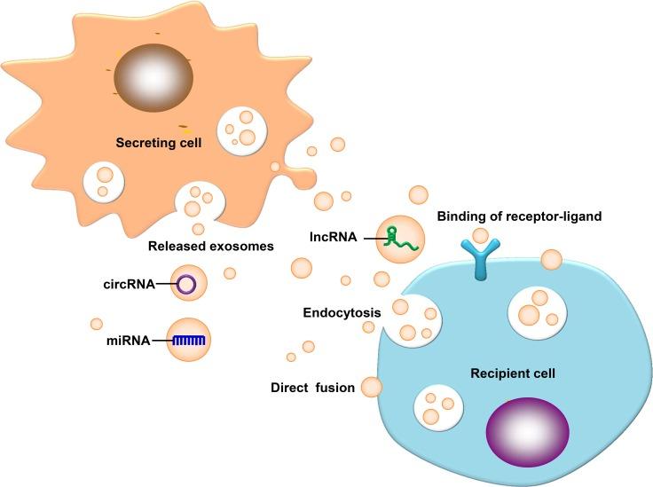 https://cdn.ncbi.nlm.nih.gov/pmc/blobs/36d9/5844764/daf256aa3823/oncotarget-09-12487-g001.jpg