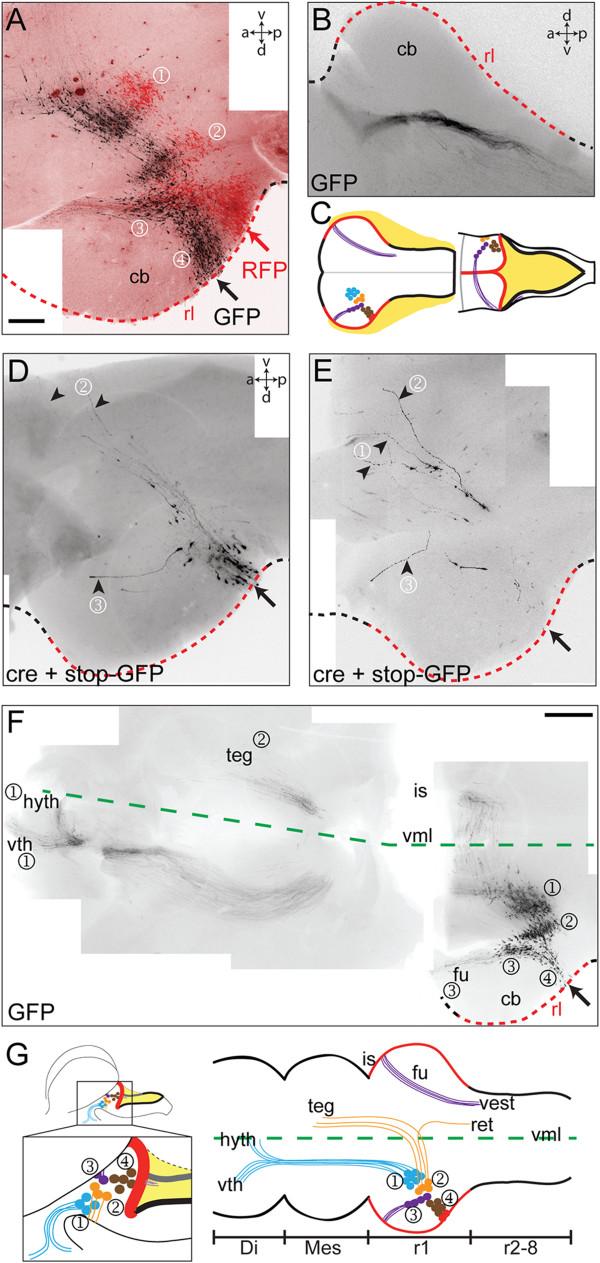 https://cdn.ncbi.nlm.nih.gov/pmc/blobs/36db/3929244/18528fbfc19f/1749-8104-9-1-2.jpg