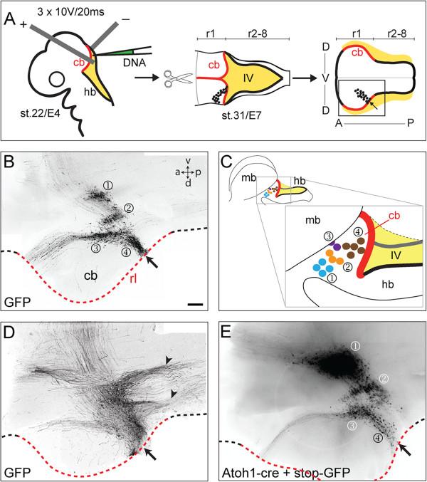 https://cdn.ncbi.nlm.nih.gov/pmc/blobs/36db/3929244/a8ea2f971760/1749-8104-9-1-1.jpg