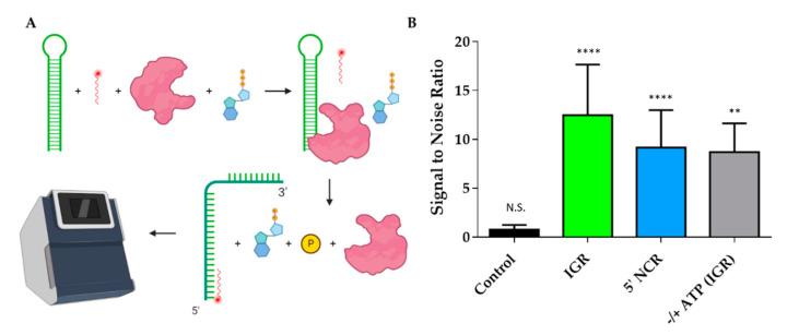 https://cdn.ncbi.nlm.nih.gov/pmc/blobs/36dc/7793125/ed769888f6b3/ijms-22-00054-g007.jpg