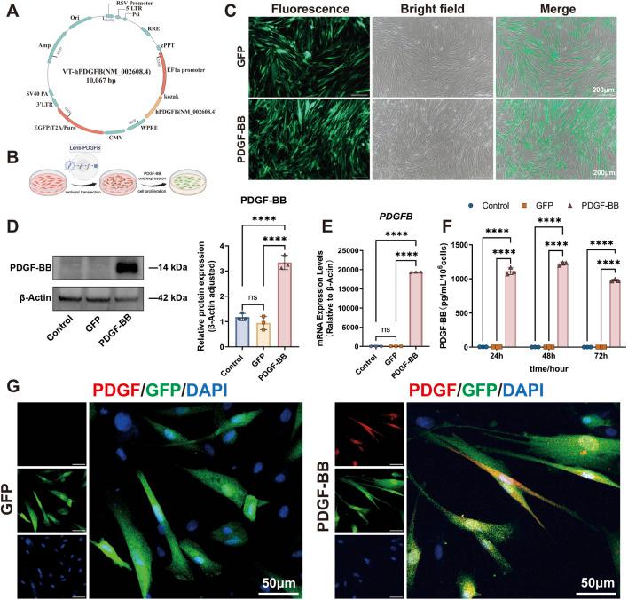https://cdn.ncbi.nlm.nih.gov/pmc/blobs/36de/12058851/27008eddab14/fbioe-13-1578410-g002.jpg