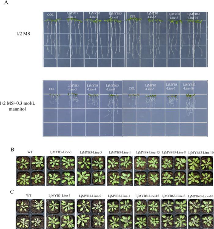 https://cdn.ncbi.nlm.nih.gov/pmc/blobs/36df/12037793/952839647a3b/41598_2025_99946_Fig8_HTML.jpg