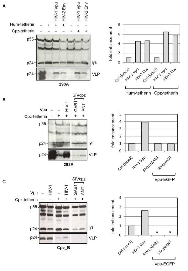 https://cdn.ncbi.nlm.nih.gov/pmc/blobs/36e2/2831821/0524d8ed55b0/1742-4690-7-13-2.jpg