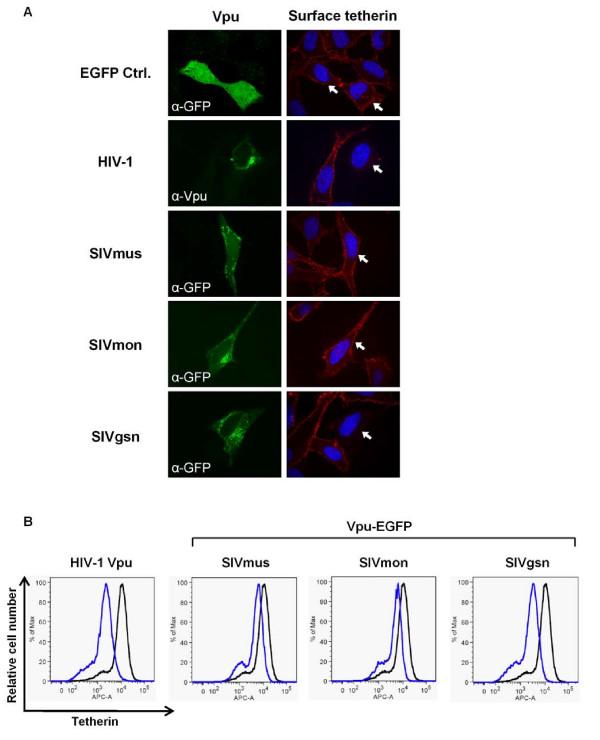 https://cdn.ncbi.nlm.nih.gov/pmc/blobs/36e2/2831821/07b1984dc28a/1742-4690-7-13-8.jpg