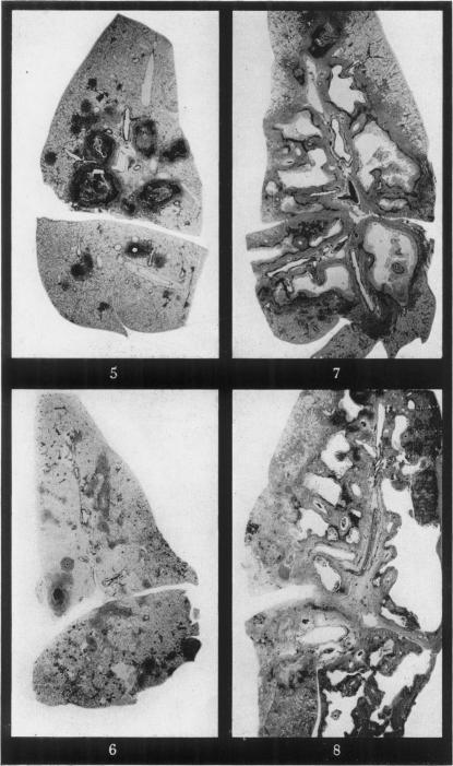 https://cdn.ncbi.nlm.nih.gov/pmc/blobs/36e3/2083514/7260885ed638/brjexppathol00396-0015-a.jpg