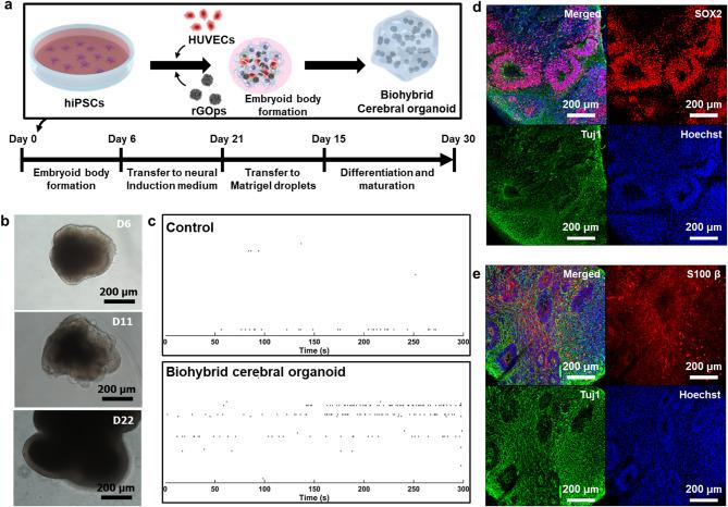 https://cdn.ncbi.nlm.nih.gov/pmc/blobs/36e5/12202271/77dd86c6c1fc/40580_2025_495_Fig7_HTML.jpg