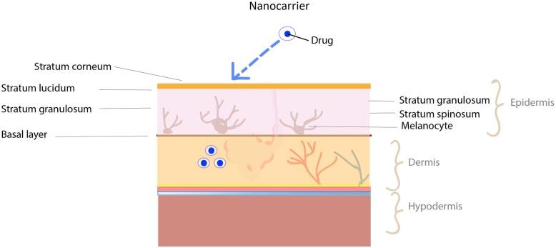 https://cdn.ncbi.nlm.nih.gov/pmc/blobs/36e5/6869321/7e0dc3fe0a07/40824_2019_166_Fig8_HTML.jpg