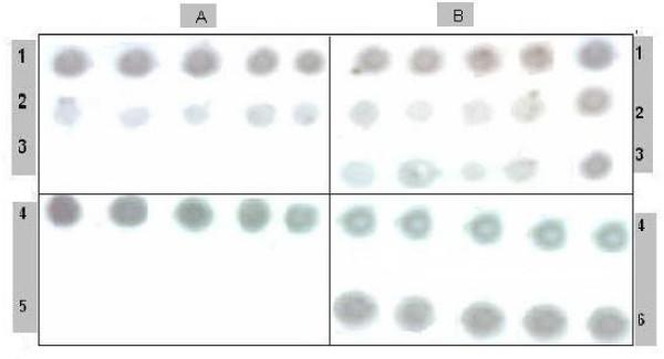 https://cdn.ncbi.nlm.nih.gov/pmc/blobs/36e6/2829022/268b34782849/1743-422X-7-26-1.jpg