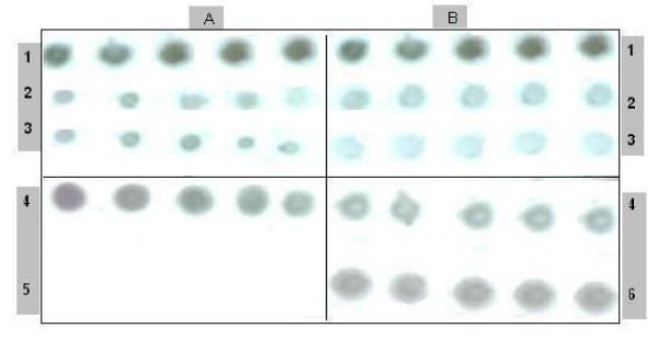 https://cdn.ncbi.nlm.nih.gov/pmc/blobs/36e6/2829022/dbbc46f52562/1743-422X-7-26-2.jpg