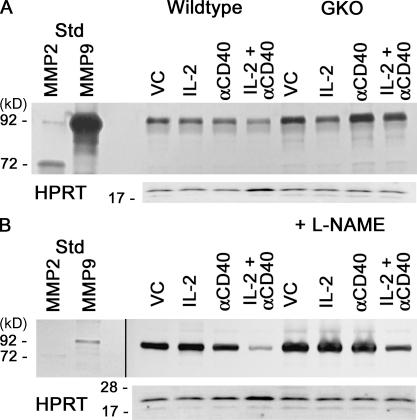 https://cdn.ncbi.nlm.nih.gov/pmc/blobs/36e8/2964582/17a8b1cb1052/JEM_20100670_GS_Fig5.jpg