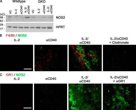 https://cdn.ncbi.nlm.nih.gov/pmc/blobs/36e8/2964582/4eeed3a0e39b/JEM_20100670_RGB_Fig1.jpg