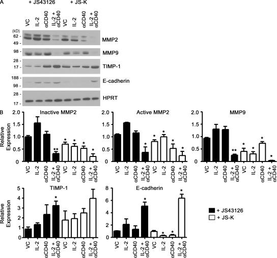 https://cdn.ncbi.nlm.nih.gov/pmc/blobs/36e8/2964582/59caea3e4d83/JEM_20100670_GS_Fig6.jpg