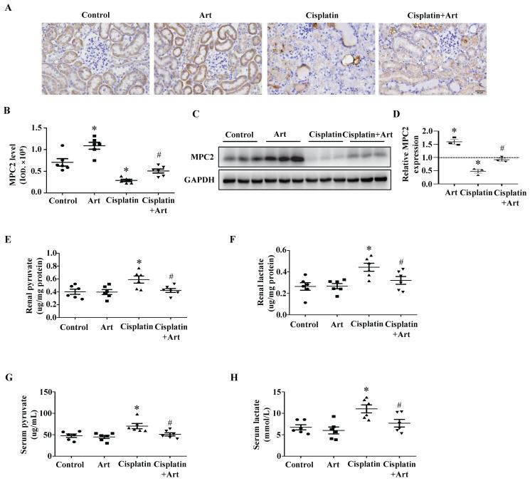 https://cdn.ncbi.nlm.nih.gov/pmc/blobs/36e9/11380453/4ed2d205ae06/ijbsv20p4551g005.jpg