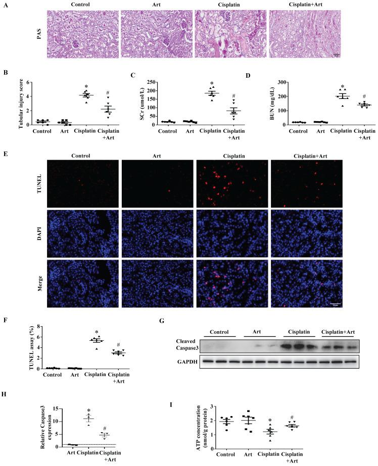https://cdn.ncbi.nlm.nih.gov/pmc/blobs/36e9/11380453/a93bffa8442a/ijbsv20p4551g006.jpg