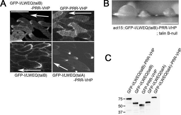 https://cdn.ncbi.nlm.nih.gov/pmc/blobs/36eb/6449030/3ecc3137ef89/pone.0214736.g004.jpg