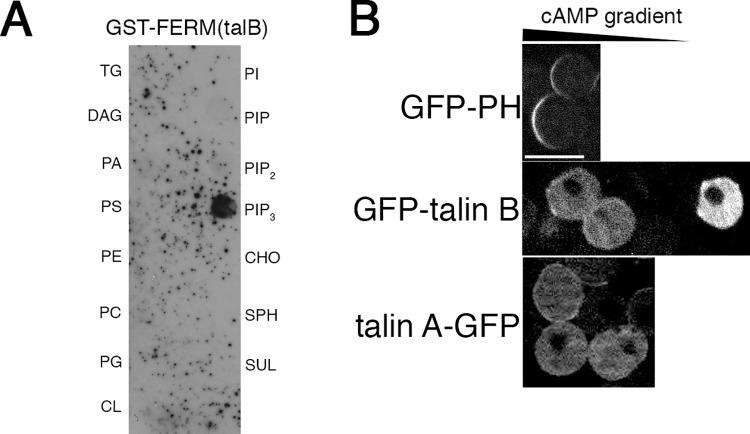 https://cdn.ncbi.nlm.nih.gov/pmc/blobs/36eb/6449030/e9d77cf2b0e2/pone.0214736.g002.jpg