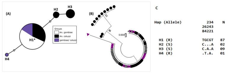 https://cdn.ncbi.nlm.nih.gov/pmc/blobs/36eb/7760107/d6078a4cd2d3/genes-11-01403-g004.jpg