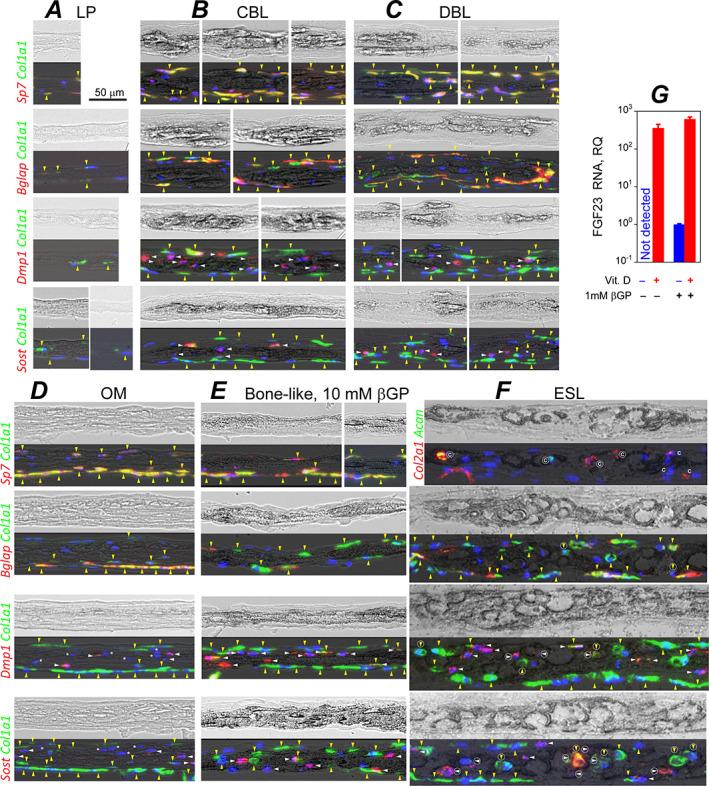 https://cdn.ncbi.nlm.nih.gov/pmc/blobs/36ec/9850442/5b6af639739e/JBM4-7-e10701-g002.jpg