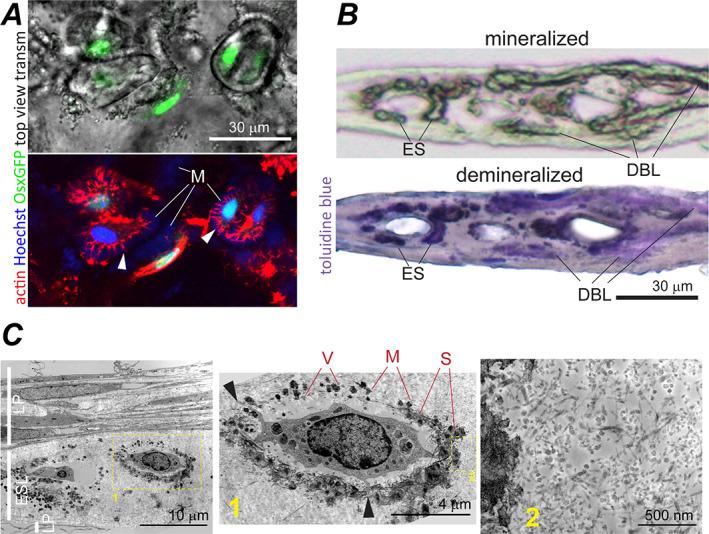 https://cdn.ncbi.nlm.nih.gov/pmc/blobs/36ec/9850442/5fc3caa93395/JBM4-7-e10701-g006.jpg