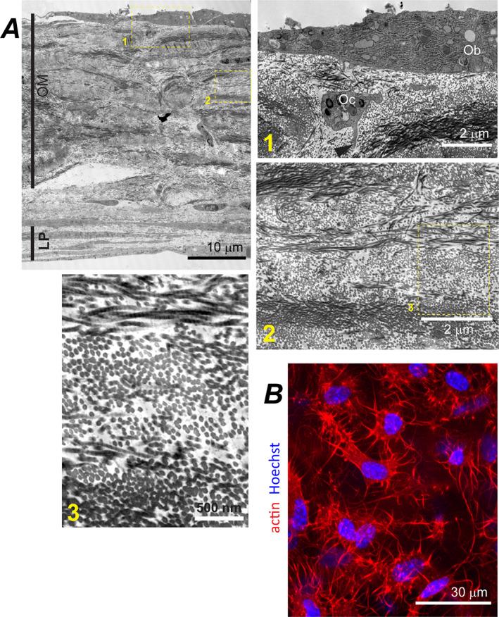https://cdn.ncbi.nlm.nih.gov/pmc/blobs/36ec/9850442/68a422017f12/JBM4-7-e10701-g007.jpg