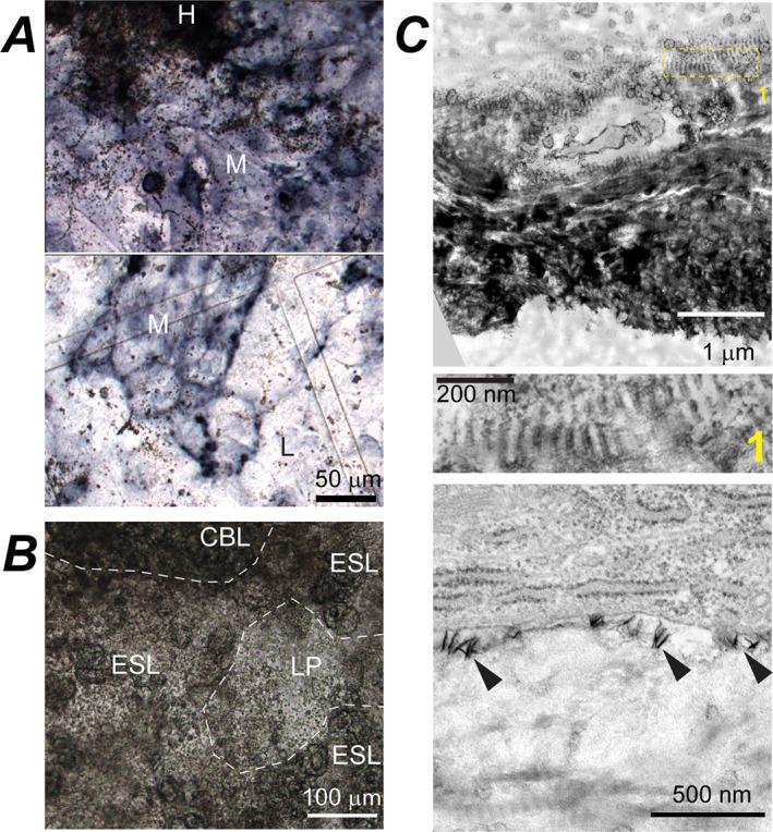 https://cdn.ncbi.nlm.nih.gov/pmc/blobs/36ec/9850442/cd8f2482a752/JBM4-7-e10701-g004.jpg