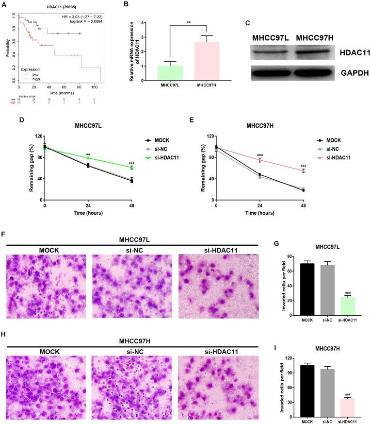 https://cdn.ncbi.nlm.nih.gov/pmc/blobs/36ed/7434871/3bc3af3a1c92/fcell-08-00724-g005.jpg