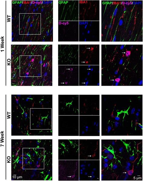 https://cdn.ncbi.nlm.nih.gov/pmc/blobs/36f1/5735803/a6bc934b4fc3/12974_2017_1004_Fig6_HTML.jpg