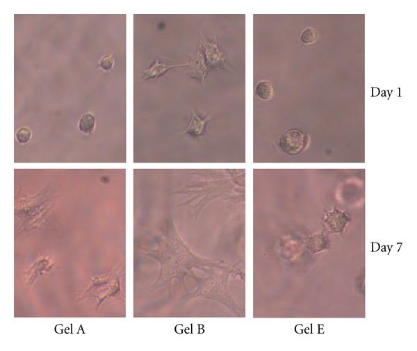 https://cdn.ncbi.nlm.nih.gov/pmc/blobs/36f2/3515900/55881ba52a1c/IJCB2012-737421.004.jpg